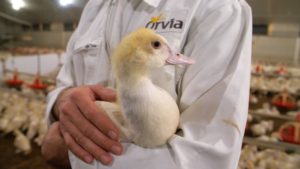 Le bien-être animal en élevage