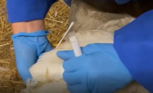 Prélèvements Influenza par écouvillons